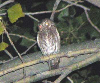 Elf Owl