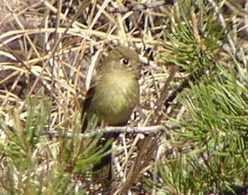 Huttons Vireo