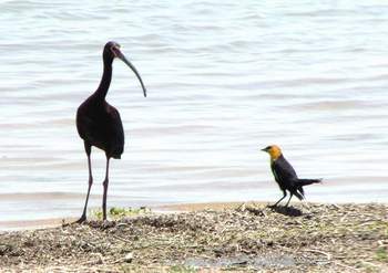 White-faced Ibis & Yellow-headed Blackbird at Imperial Reservoir