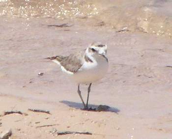 Snowy Plover