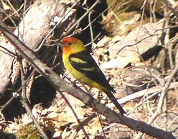 Western Tanager