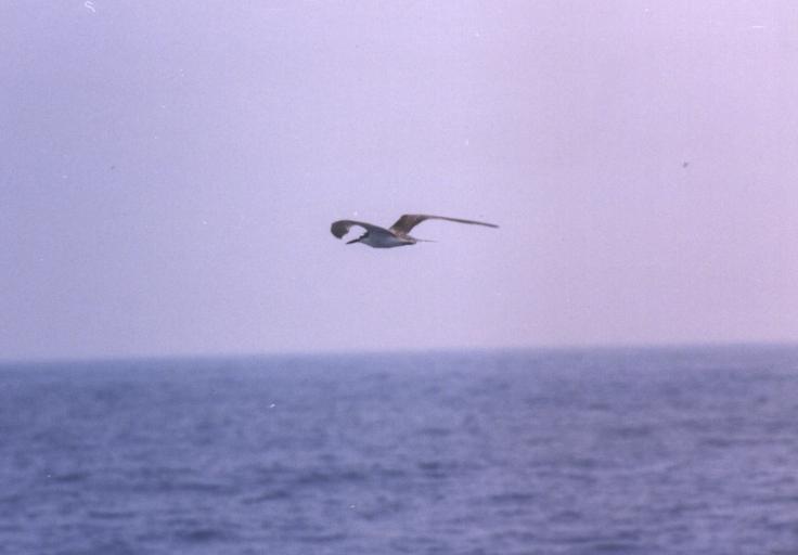 Bridled Tern