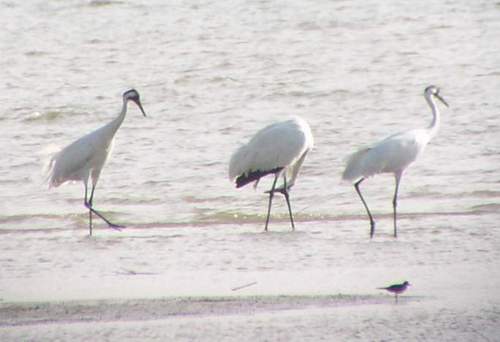 Whooping Cranes