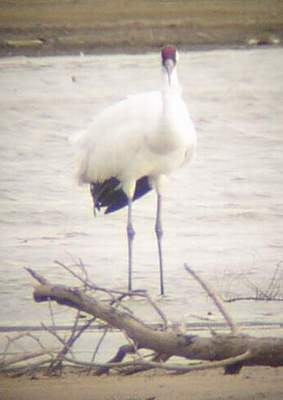 Whooping Crane