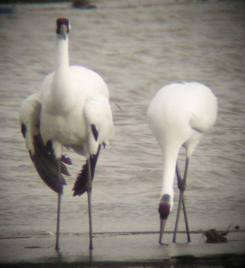 Whooping Cranes