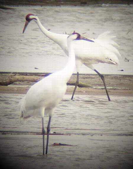 Whooping Cranes