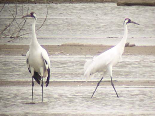 Whooping Cranes