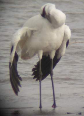 Whooping Crane