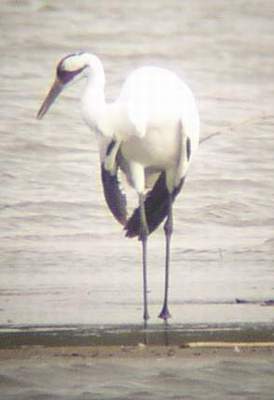 Whooping Crane