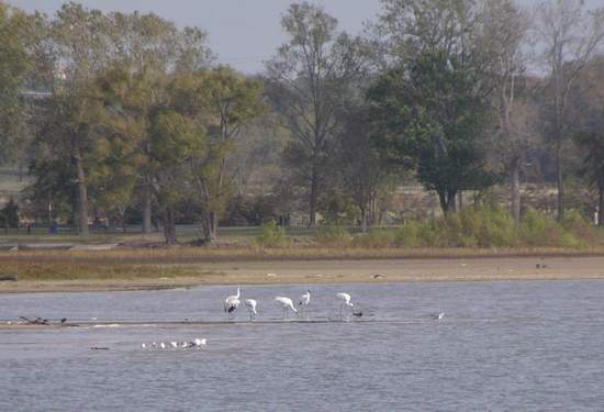 Five adult Whooping Cranes on Lake Weatherford