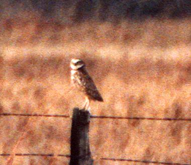 Burrowing Owl © Matt White