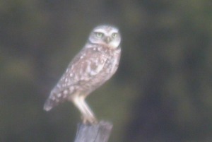 Burrowing Owl © Howard Laidlaw