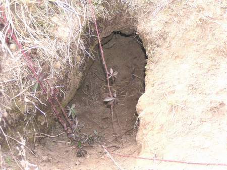 Owl burrow in a mima mound