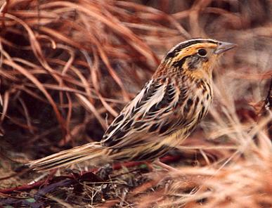 Le Conte's Sparrow, © Matt White