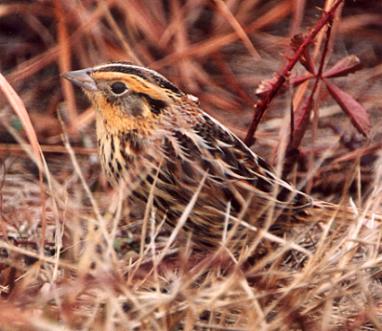 Le Conte's Sparrow, © Matt White