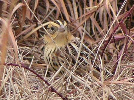 Le Conte's Sparrow