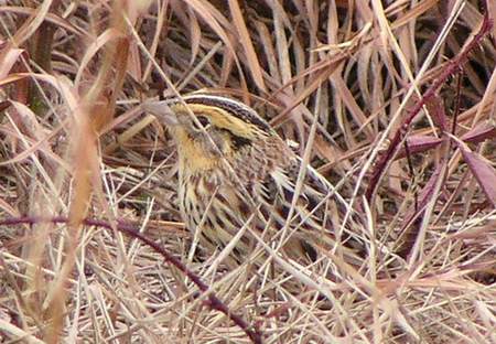 Le Conte's Sparrow