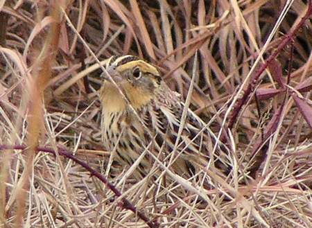 Le Conte's Sparrow