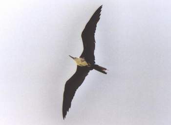 Magnificent Frigatebird