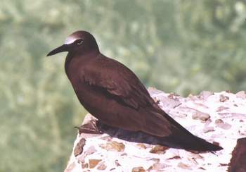 Brown Noddy