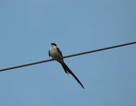 Fork-tailed flycatcher