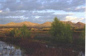 Bosque del Apache