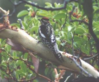 Red-naped Sapsucker