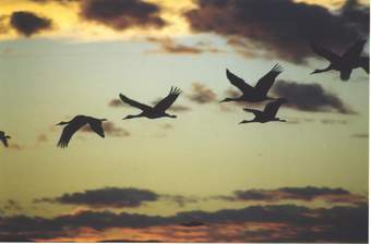 Sandhill cranes flying at Bosque del Apache