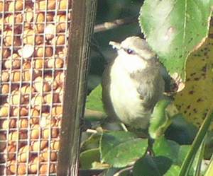 Blue Tit