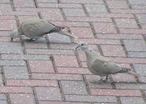 Eurasian Collared Doves