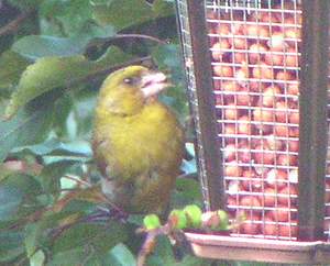 Greenfinch