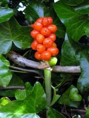 Fruit of the Guernsey Lilly