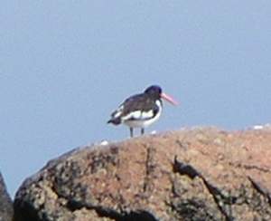 Eurasian Oystercatcher