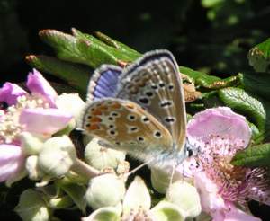 Small Blue Butterfly