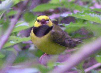 Hooded Warbler