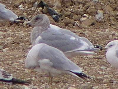 Glaucous-winged Gull