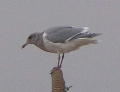 Glaucous-winged Gull