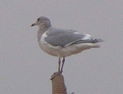 Glaucous-winged Gull