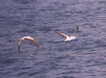 Masked boobies flying