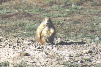 Prairie dog