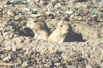 Prairie dogs