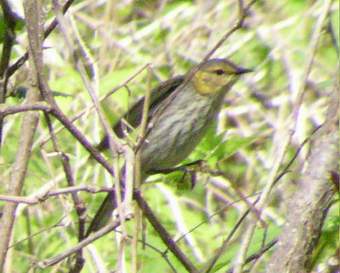 Cape May Warbler