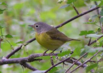 Nashville Warbler