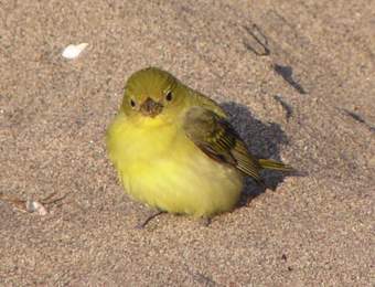 Female Scarlet Tanager