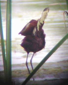 Jacana