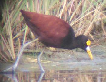 Jacana