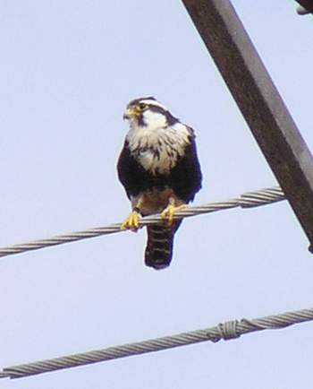 Banded Aplomado Falcon, 1/30/05