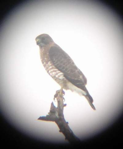 Adult Broad-winged Hawk, Anzalduas 1/29/05