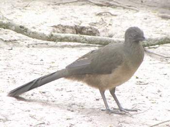 Chachalaca, Sable Palm 1/30/05