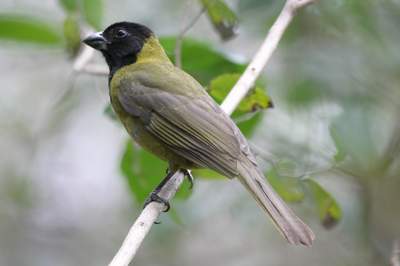 Female Crimson-collard Grosbeak, Frontera